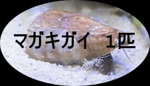 マガキ貝　1匹
