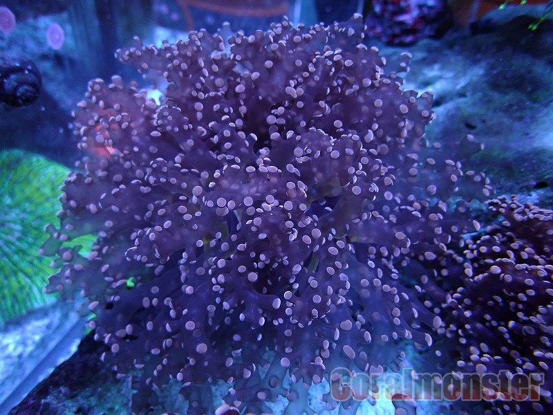 Coral Mantis 314 ホンタコアシサンゴ No1 海水魚 Www Nestorscapes Com