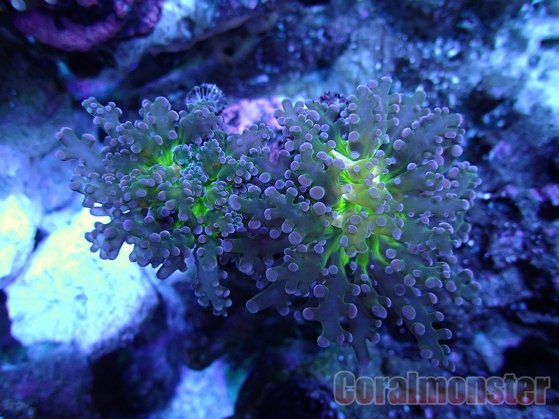 Coral Mantis 314 ホンタコアシサンゴ No1 海水魚 Www Nestorscapes Com