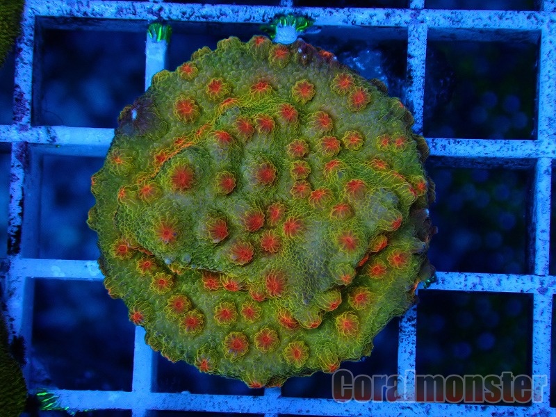 7666円 お手頃価格 新入荷 オーストラリア産 キクメイシFrag Favia Fortune Cookies 珊瑚 サンゴ さんご LPS