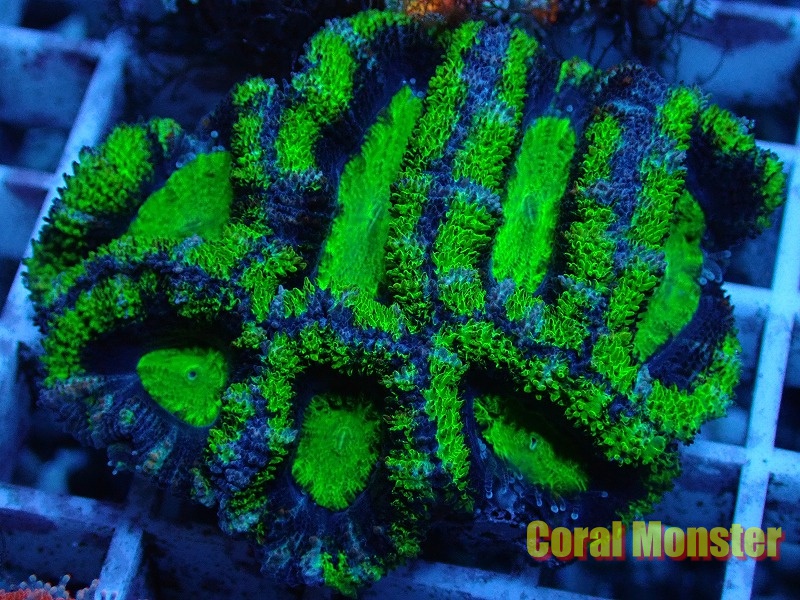 aussie カクオオトゲキクメイシ 005 サンゴ通販なら大阪の専門店 coral