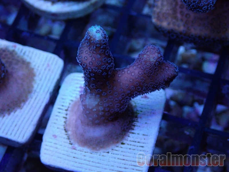 Stylophora Frag (ショウガサンゴSP) 032