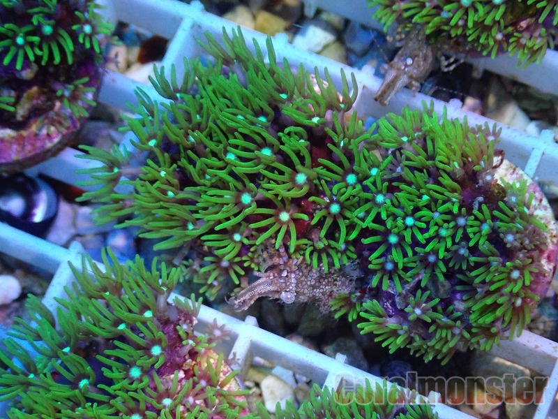 【サンプル画像】スターポリプFrag (Green)