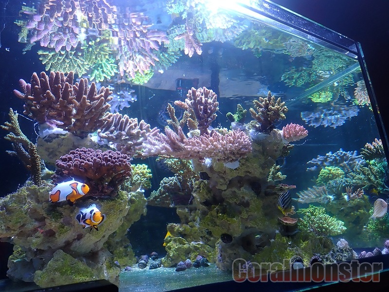 SPS