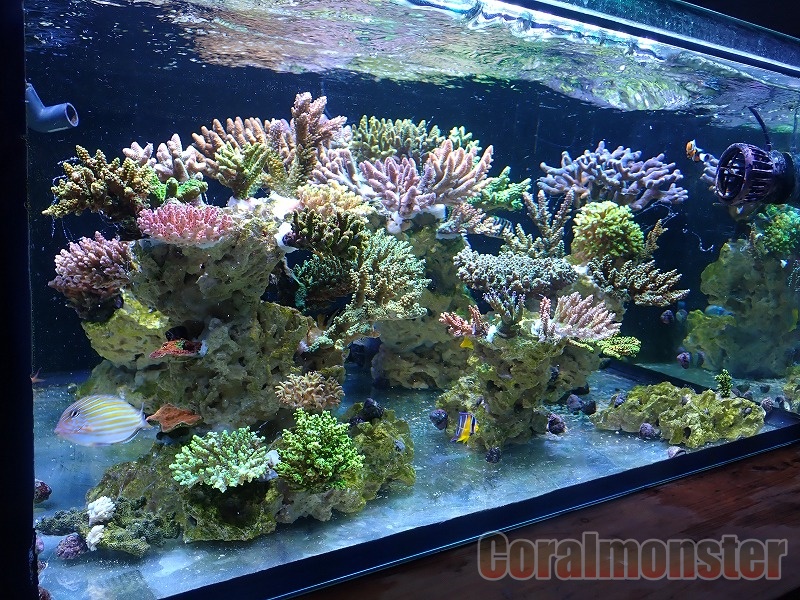 SPS