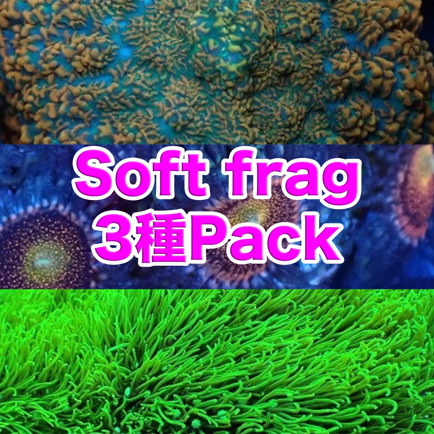 Soft Coral Frag 3個Pack