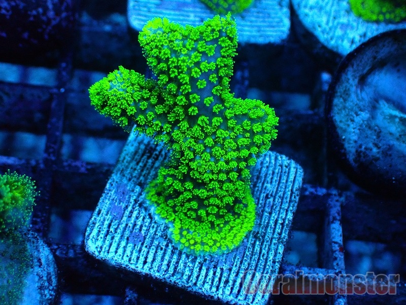 Stylophora Frag (ショウガサンゴSP) 033