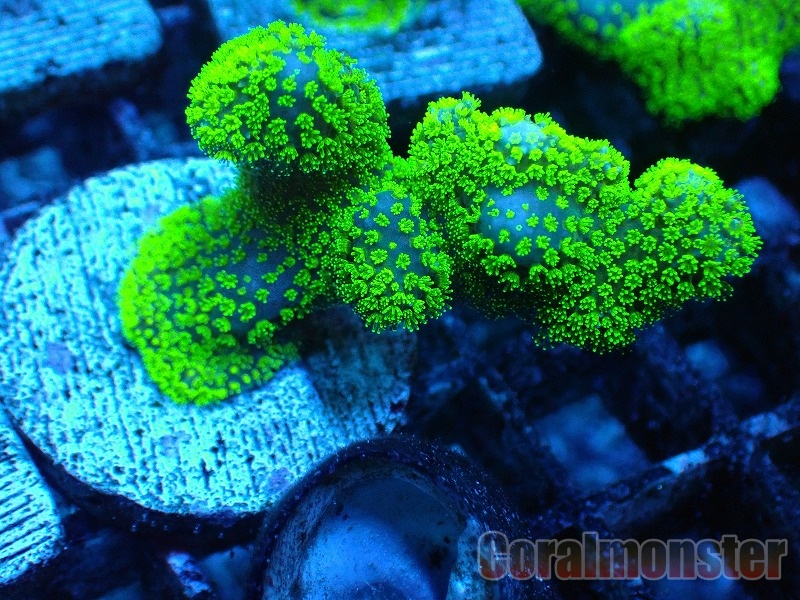 Stylophora Frag (ショウガサンゴSP) 036