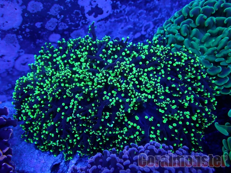 Coral Mantis 314 ホンタコアシサンゴ No1 海水魚 Www Nestorscapes Com