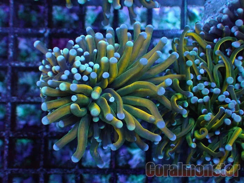 ハナサンゴ Holy grail torch coral インドネシア産 190