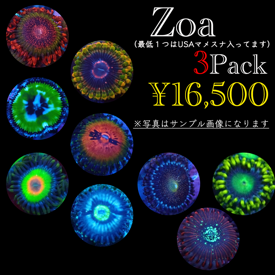 マメスナ ３個体パック