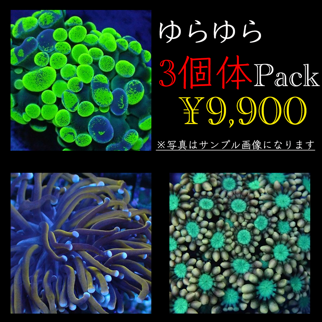 ゆらゆら ３個体パック