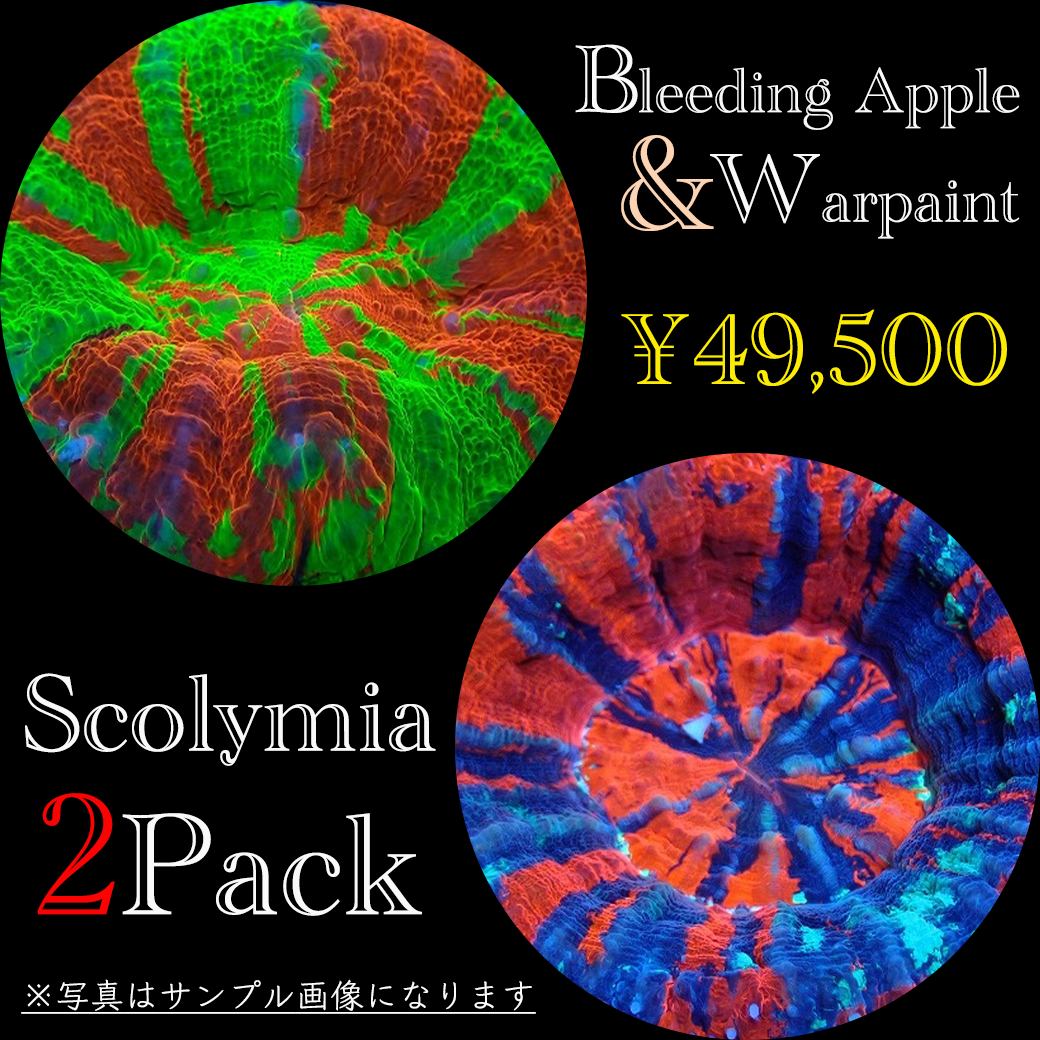 スコリミア２個体パック（Bleeding Apple＆Warpaint）