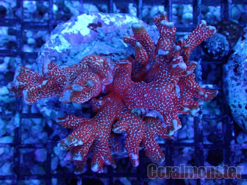 No.16 Grafted montipora ultra frag|コモンサンゴ ミドリイシ SPS アクアスタイルユー サンゴ ASY 通販 販売  - www.phoneshopkenya.co.ke