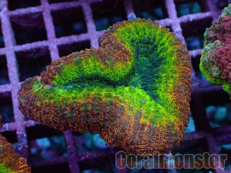 ハナガタサンゴ(Lobophyllia) オーストラリア産 190