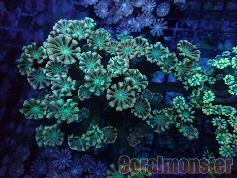 くすみカラー】アワサンゴ 大