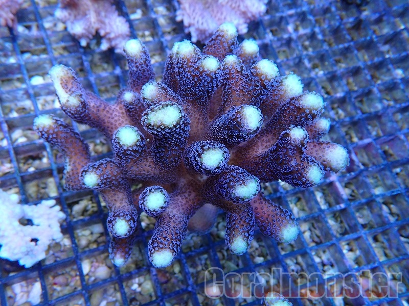 Coral Sea Japan トンガ産 ショウガサンゴ A ミドリイシ 別槽左中央列