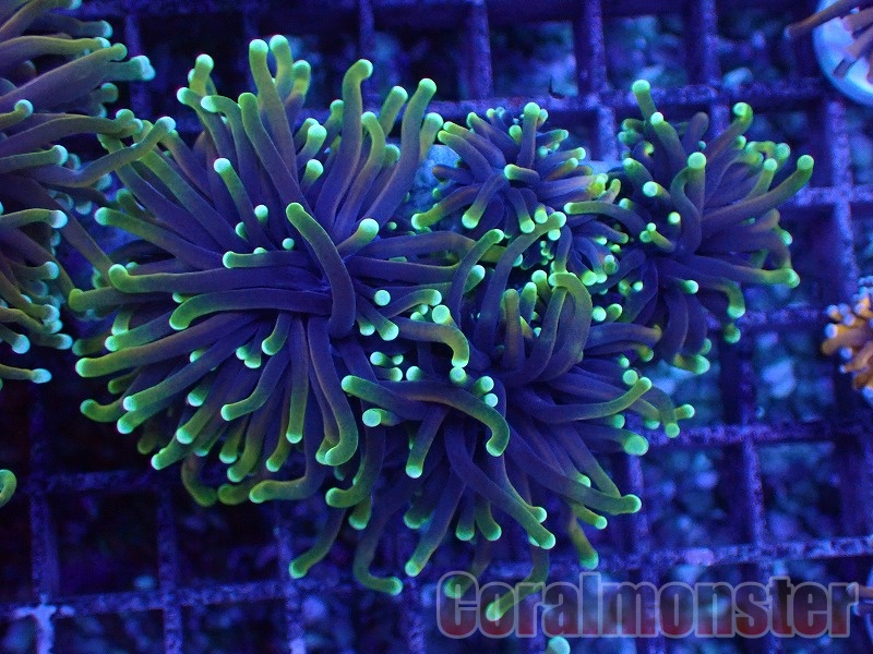 ビックサイズ ハナガササンゴパープル約15cm