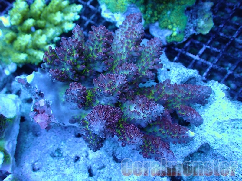 Acropora monticulosa (サンカクミドリイシ) オーストラリア産 474