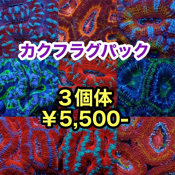 カクフラグ３個体パック