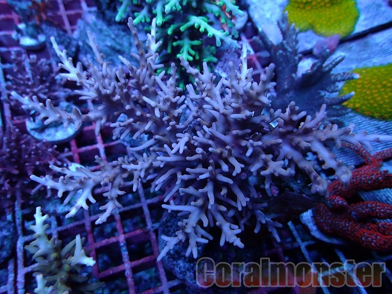 Acropora Dragon (ミドリイシ) <深場系> インドネシア産 223