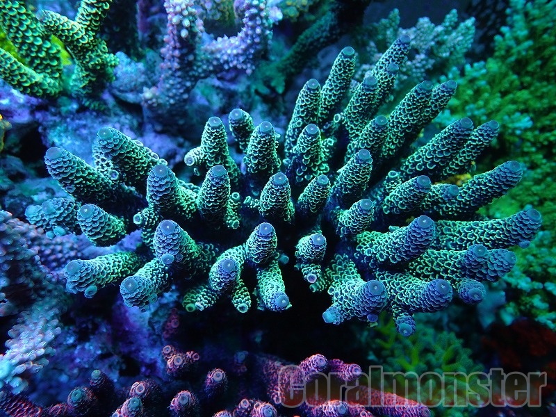 Acropora (スパスラータ) オーストラリア産 916 (レイアウト水槽個体)