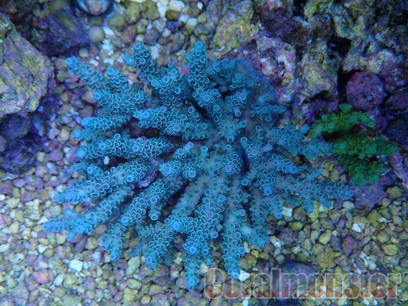 Acropora (ウスエダ) オーストラリア産 922(レイアウト水槽個体)