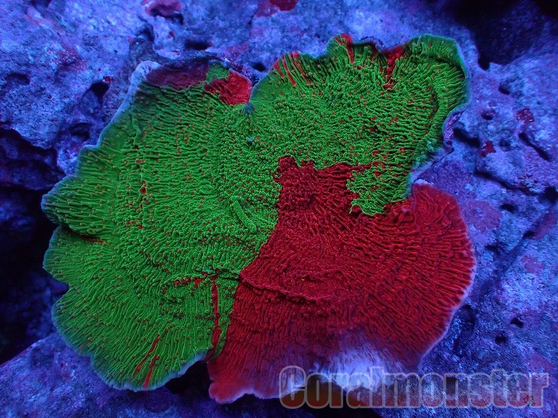 【大特価】Grafted Montipora 028