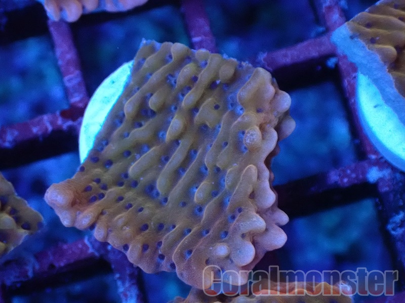 コモンサンゴ(Slow Burn Montipora) 042