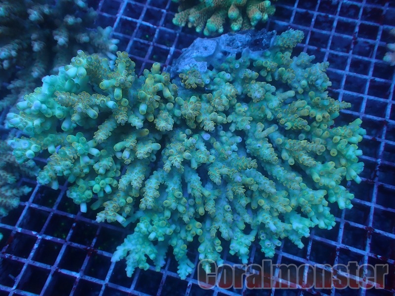 Acropora (ミドリイシ) インドネシア産 217