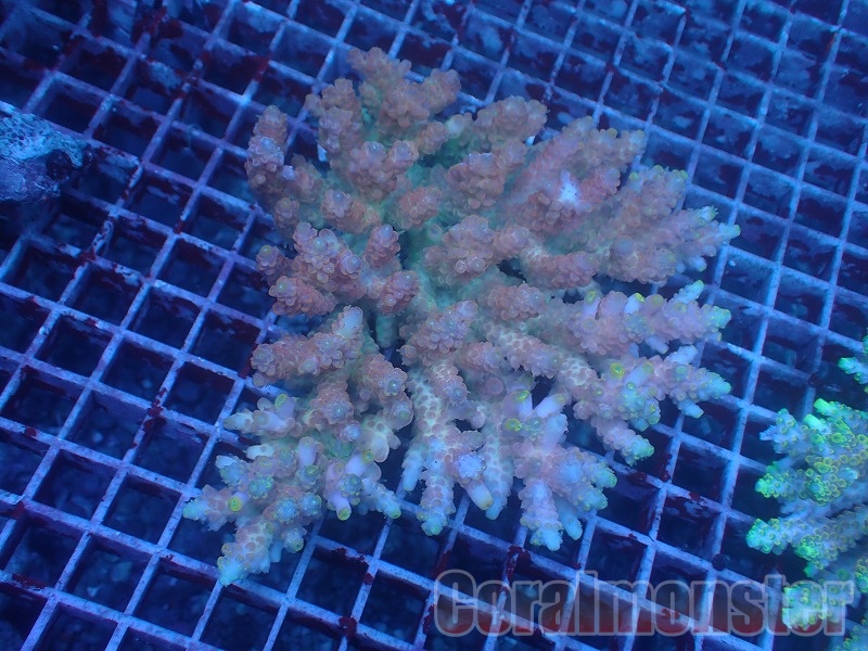 Acropora (ミドリイシ) インドネシア産 219