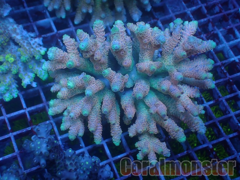 Acropora (ミドリイシ) インドネシア産 226
