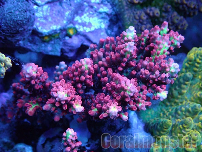 Acropora (ストロベリーショートケーキ) オーストラリア産 035