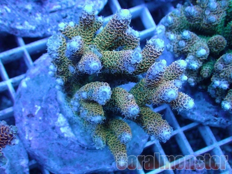 インドネシア・フローレス島産の珊瑚（サンゴ）10粒約25mm四方K-