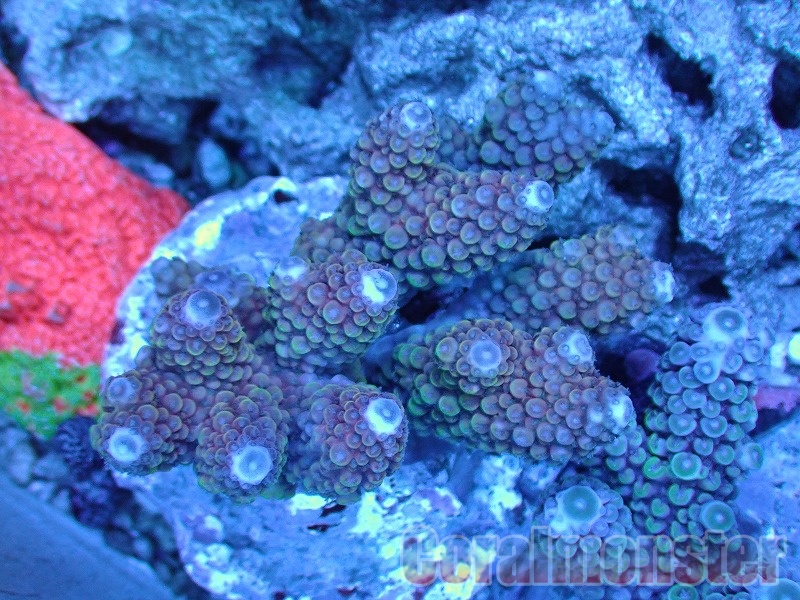 インドネシア・フローレス島産の珊瑚（サンゴ）10粒約25mm四方K-