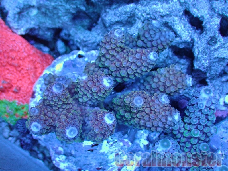 Acropora (ユビミドリイシ) インドネシア産 228