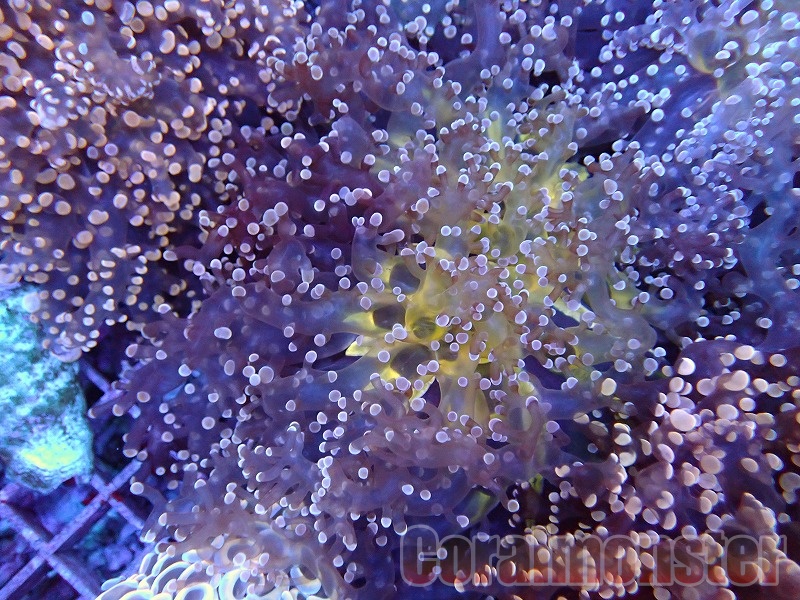 インドネシア・フローレス島産の珊瑚（サンゴ）10粒直径約35mmB-