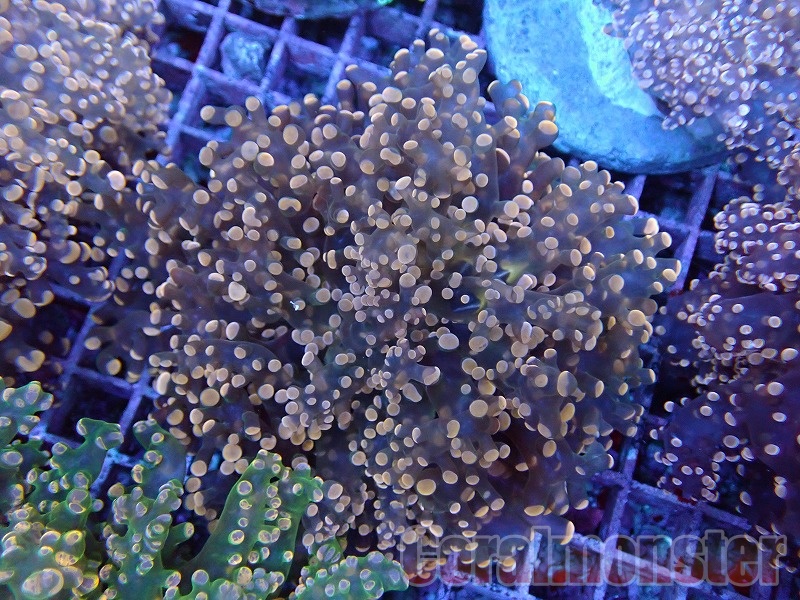 インドネシア・フローレス島産の珊瑚（サンゴ）10粒約25mm四方H-