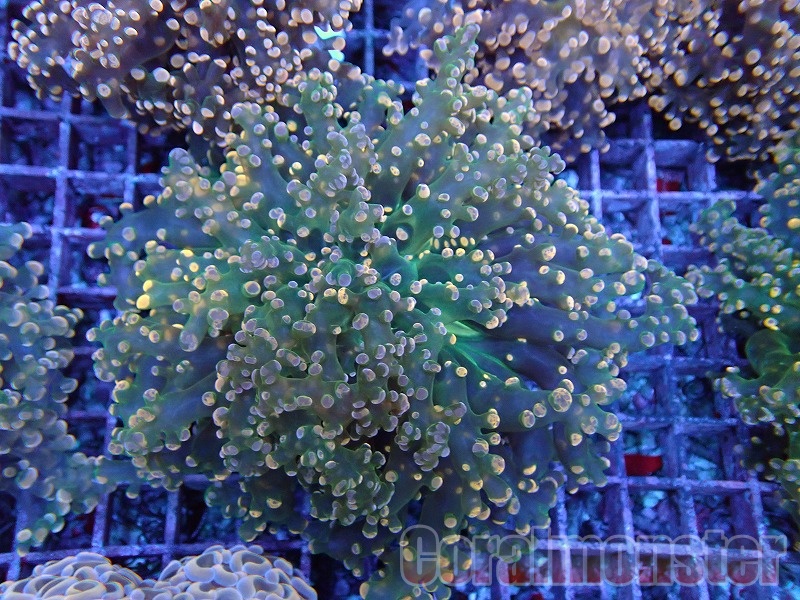 インドネシア・フローレス島産の珊瑚（サンゴ）10粒約25mm四方H-