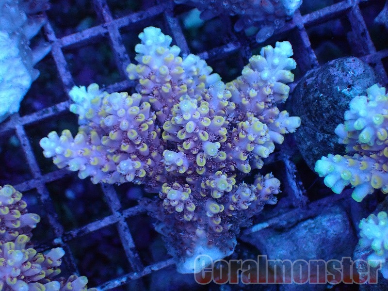 Acropora (ミドリイシ) オーストラリア産 547