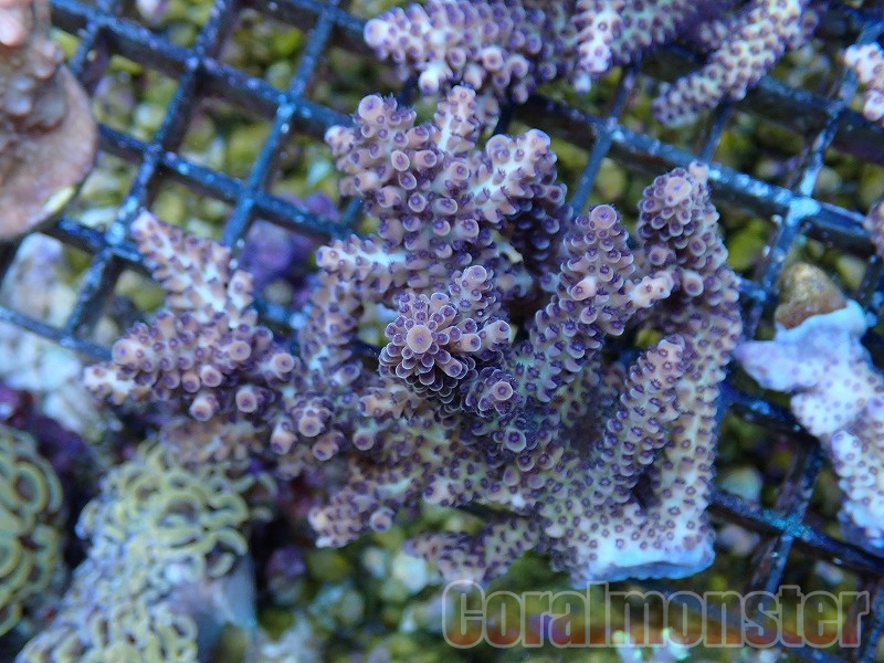 Acropora nasuta (ミドリイシ) オーストラリア産 157