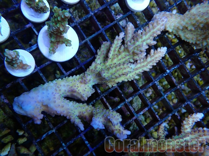 【３５％OFF】Acropora nasuta (ミドリイシ) オーストラリア産 176