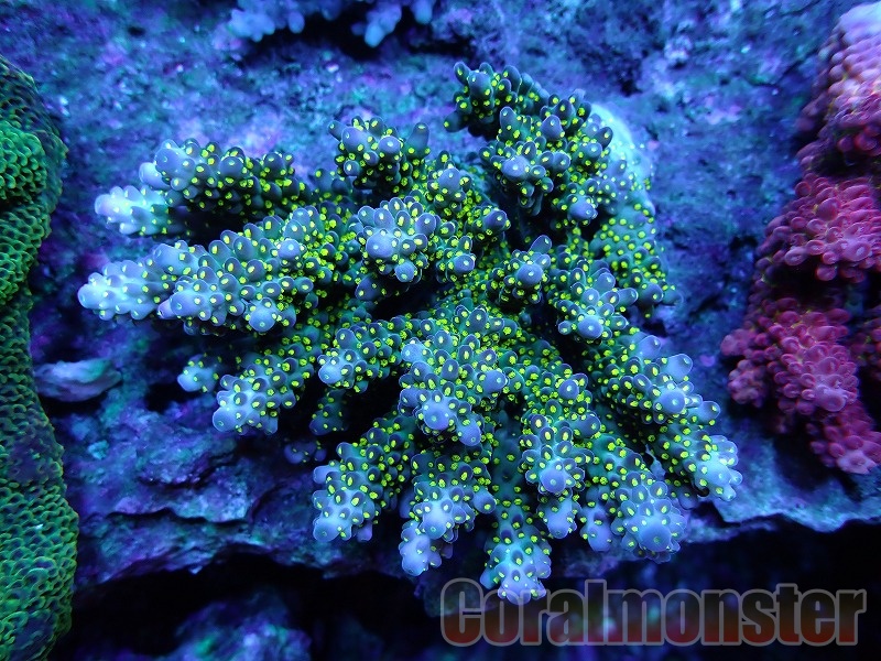 Acropora (ミドリイシ) オーストラリア産 283