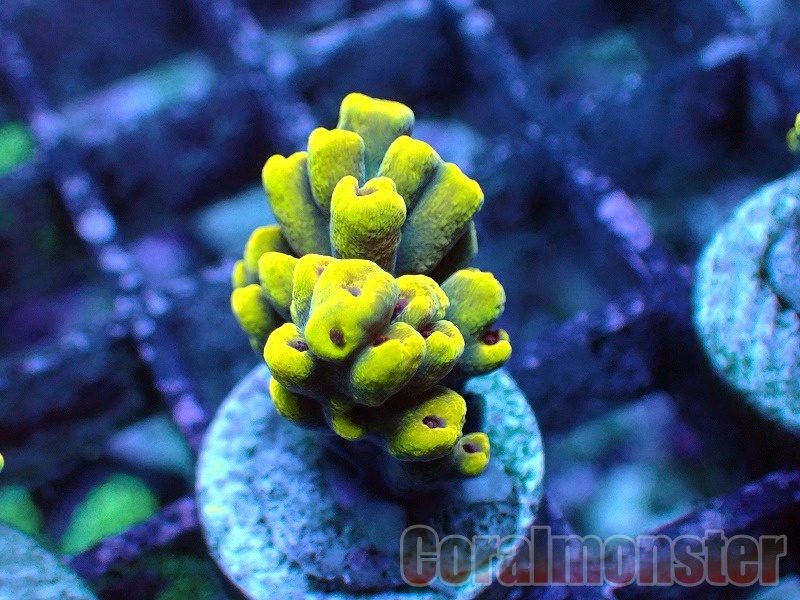 Acropora (Hybrid Pro）Frag オーストラリア産 171