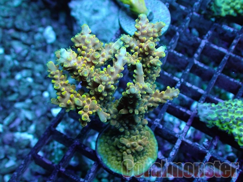 Acropora latistella (ミドリイシ) Frag 173