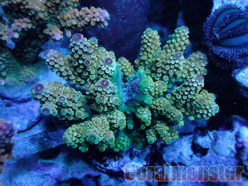 Acropora donei (ミドリイシ)インドネシア産ブリード 026