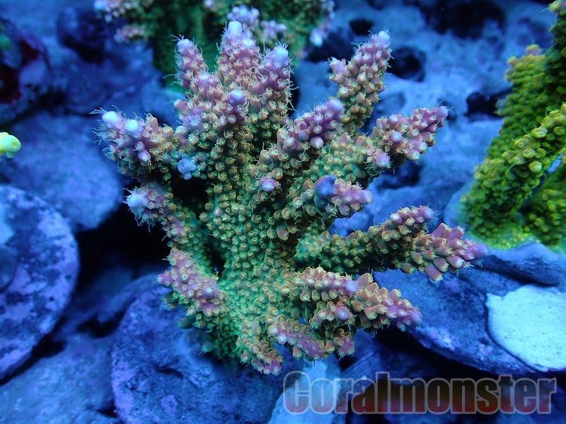 Acropora (ミドリイシ)インドネシア産ブリード 039