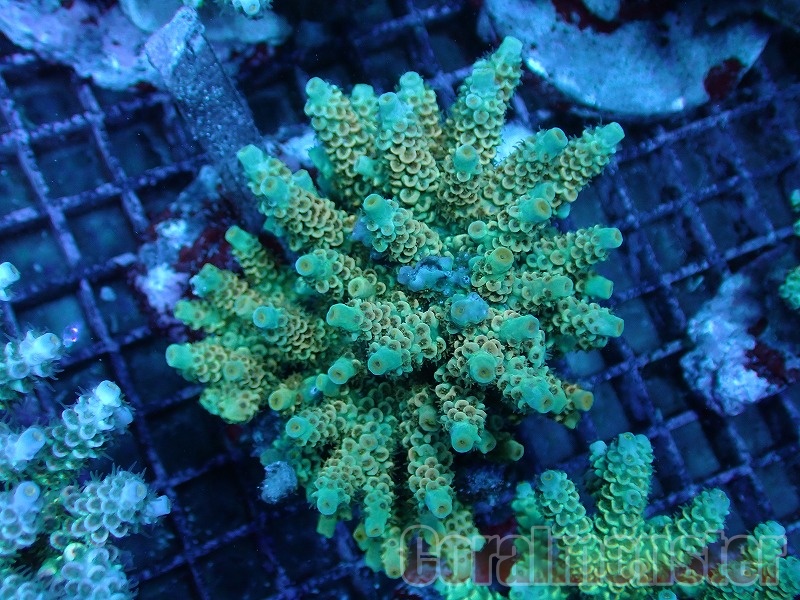 Acropora (ウスエダミドリイシ)インドネシア産ブリード 077